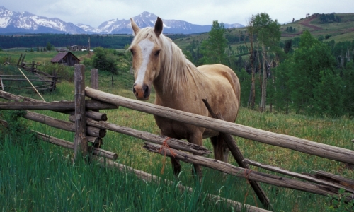 Telluride Colorado Horseback Riding