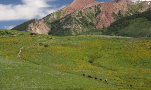 Telluride Horse trail Rides