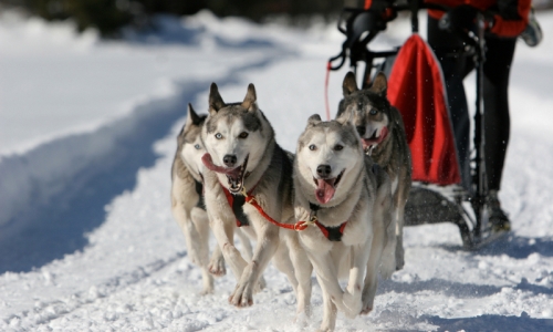 Telluride Colorado Dog Sledding