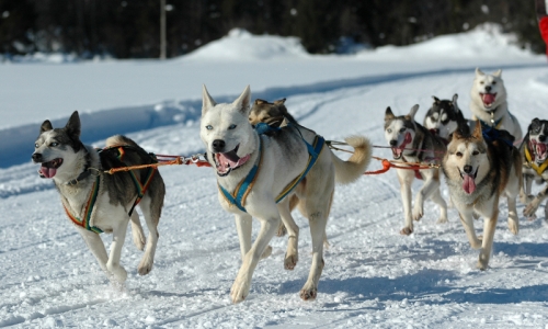 Telluride Dog Sledding