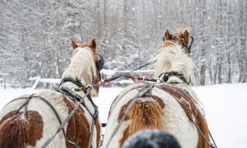 Telluride Colorado Sleigh Rides