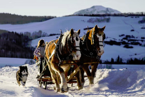 Telluride | Tourbase guided sleigh ride