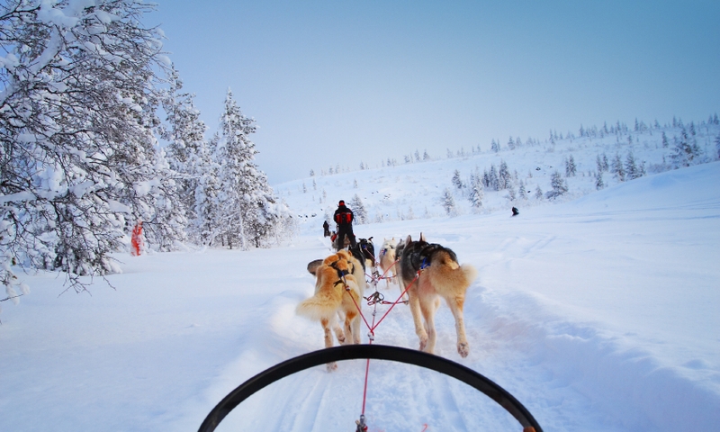 Dog Sled Sledding